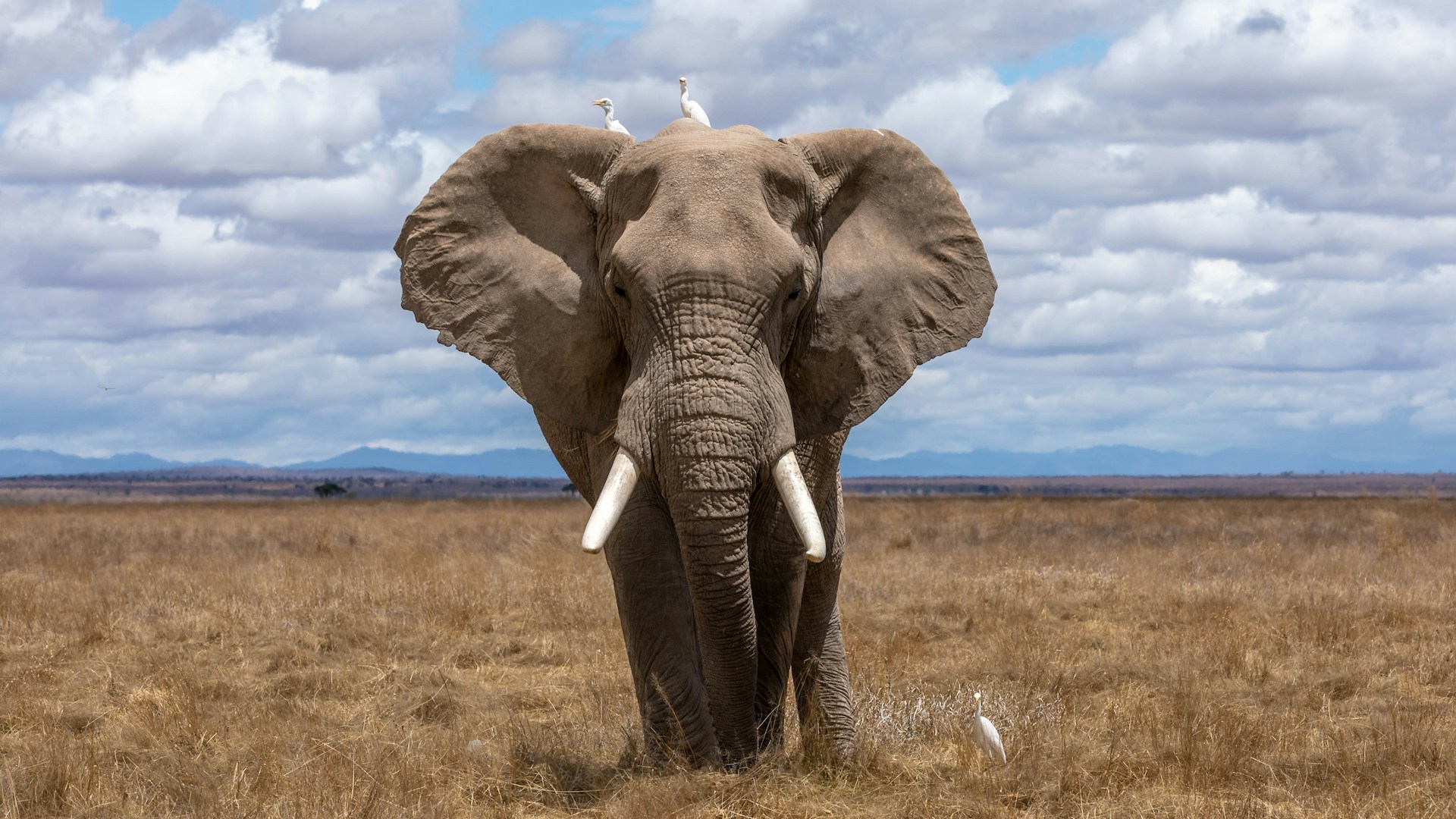 Der Elefant und deine Beziehung